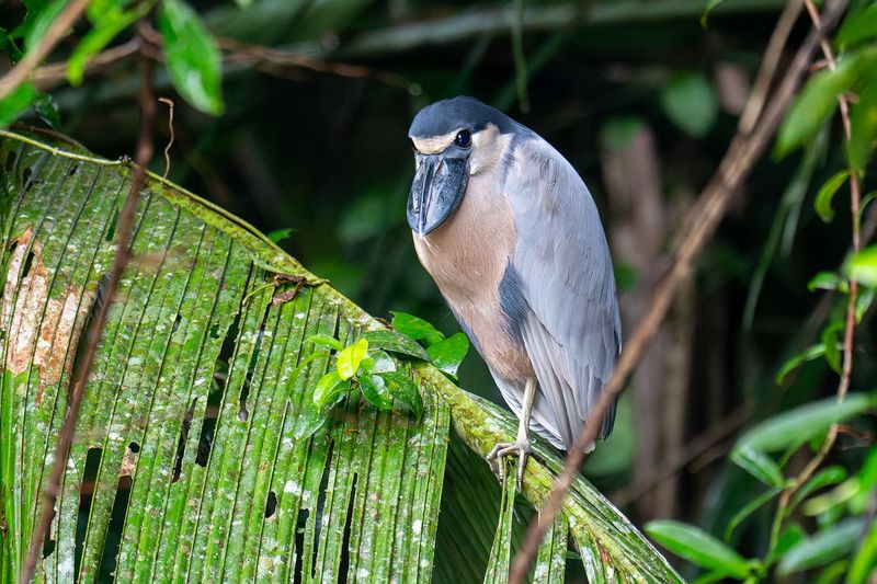 Boat-billed Heron – Central America's Nocturnal Oddity