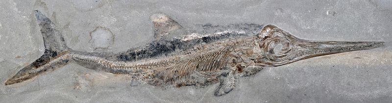 Mystery Of The Gobi Desert Fish