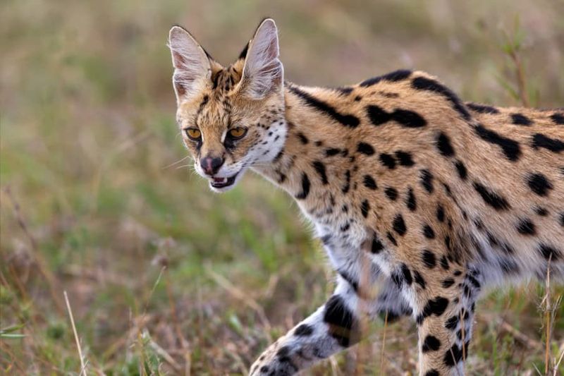 Serval: The African Spotted Cat With Hollywood Demands