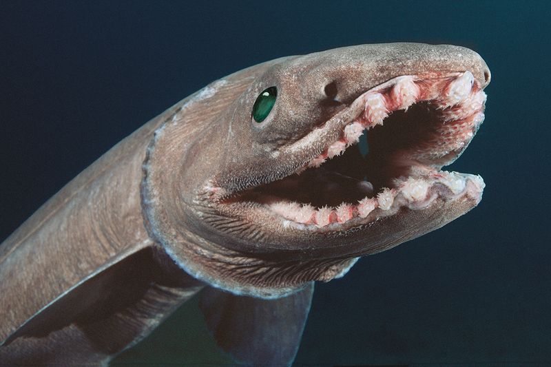 Frilled Shark: The Swimming Fossil With 300 Teeth