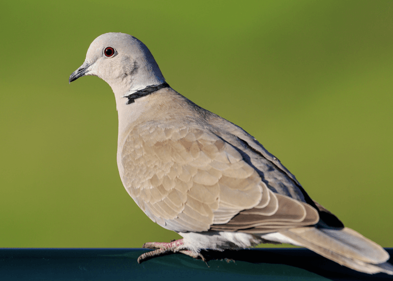 Eurasian Collared-Dove