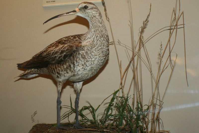 Eskimo Curlew
