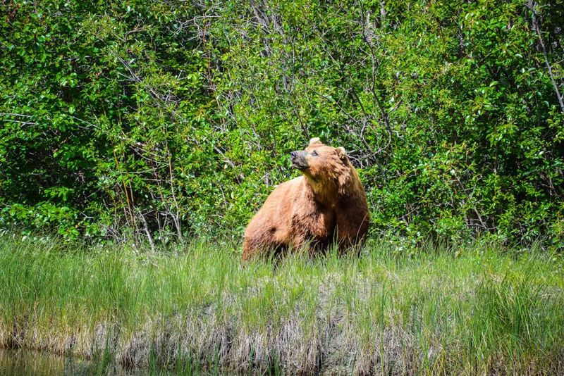 Kluane National Park: Yukon's Bear Haven