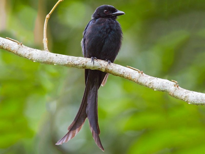 Mayotte Drongo
