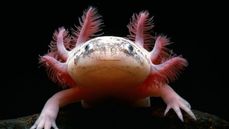 Axolotl