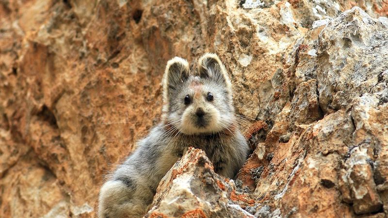 Ili Pika - The Magic Rabbit