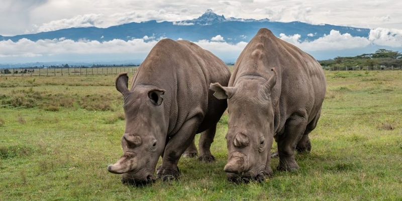 Northern White Rhino: Two Females Left