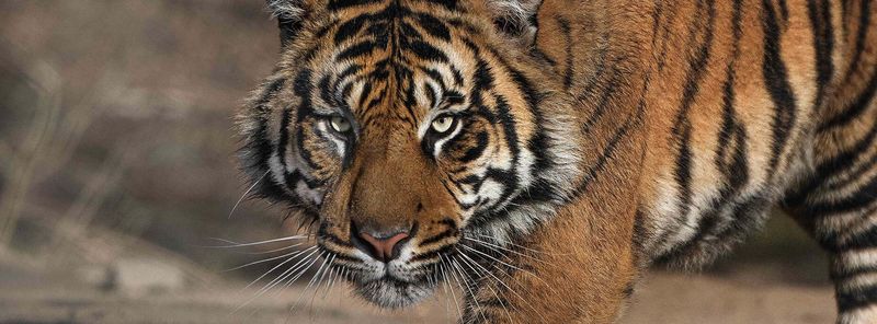 Caspian Tiger