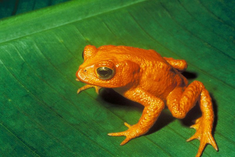 Golden Toad: Brilliant Amphibian Mystery