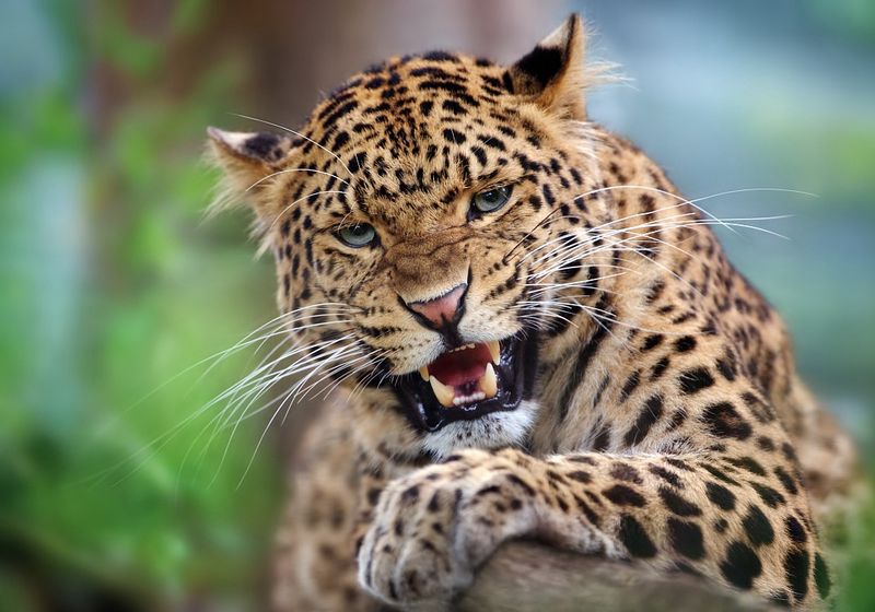 North China Leopard