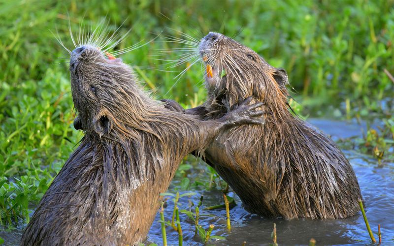 Nutrias Create Wetland Havoc