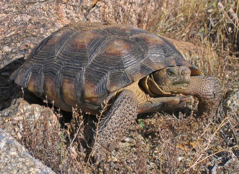 Sonoran Desert Tortoises – Shell-Protected Ancients
