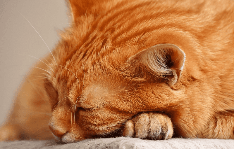 Routine Comfort Seeking