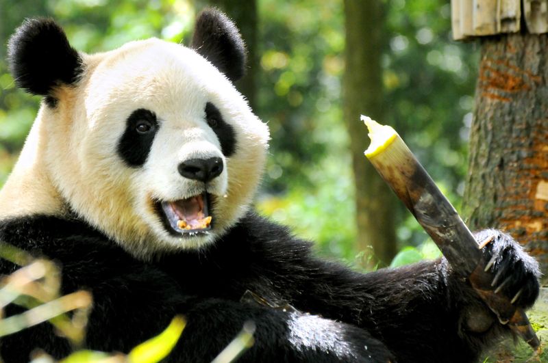 Pandas: Evolutionary Dead Ends