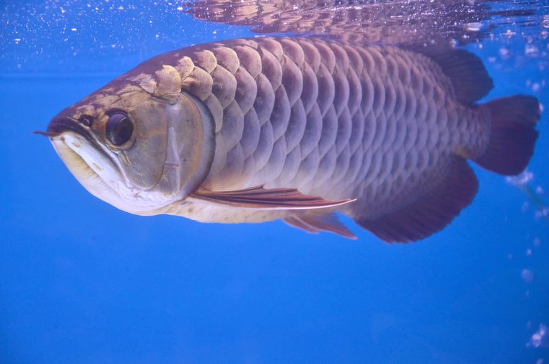 Arowana