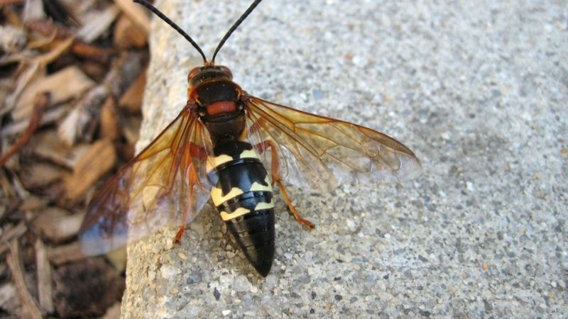 Cicada Killer Wasps: Gentle Giants With A Scary Name