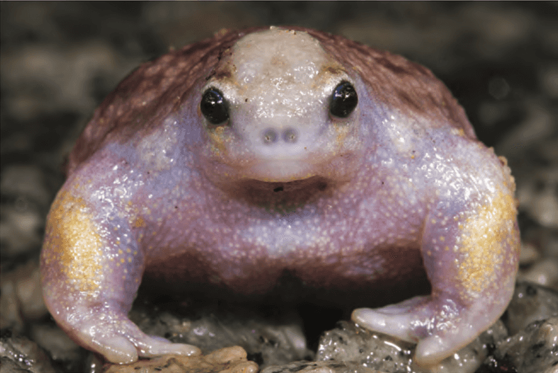 Turtle Frog's Backwards Burrowing Technique