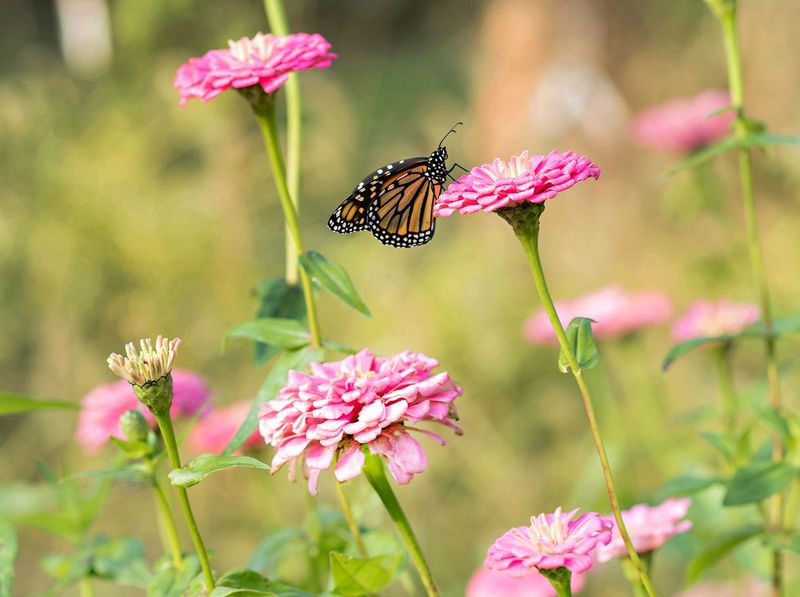 Zinnia