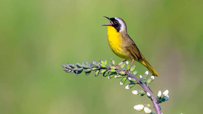Learn Bird Songs And Calls