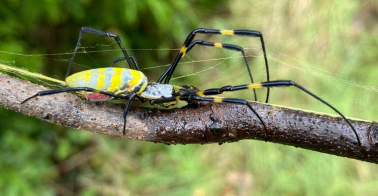 Joro Spiders Are Spreading And Here’s What To Do If You Find One In Your Garden