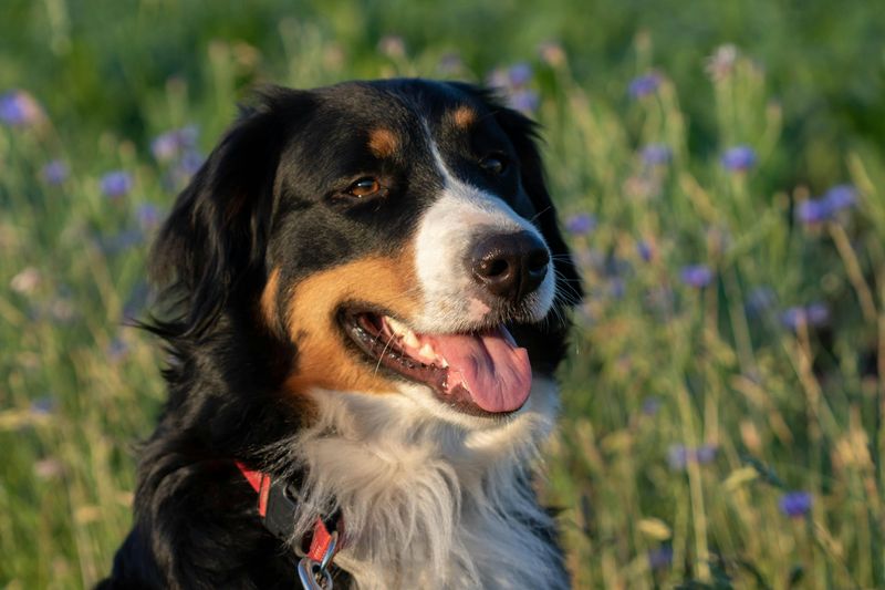 Beaming Bernese Mountain Dogs