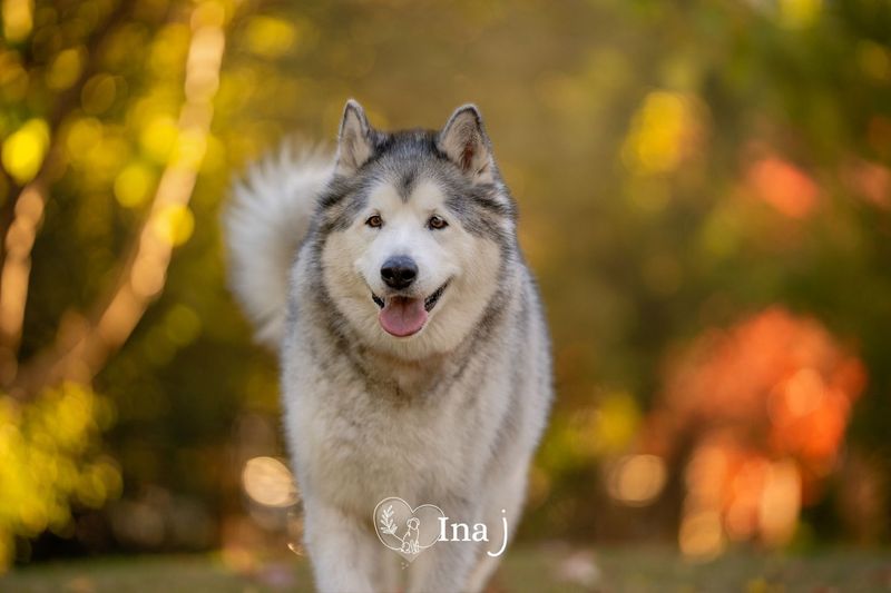 The Majestic Smiling Alaskan Malamute