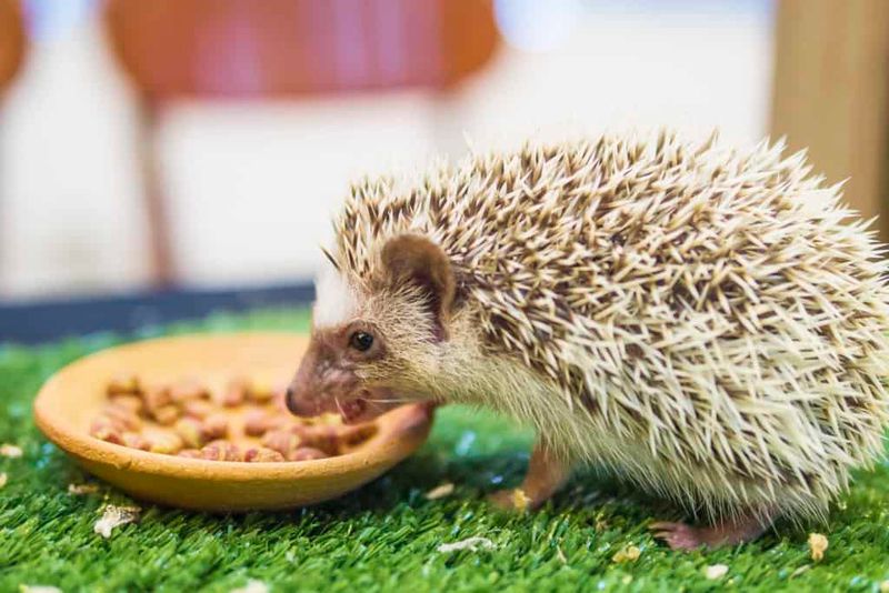 Premium Kibble