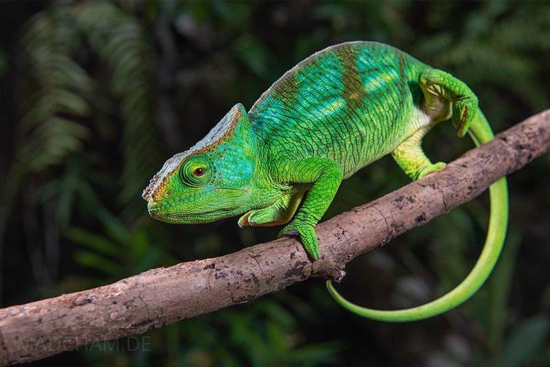 Chameleon's Projectile Tongue