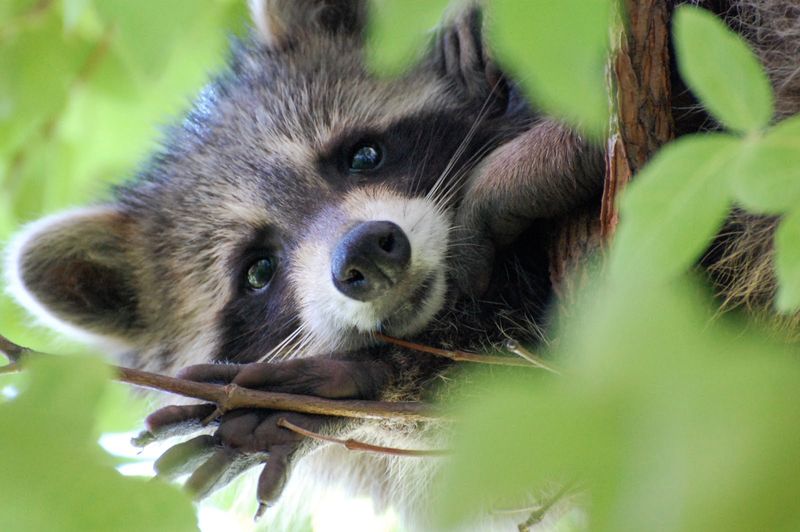 Raccoons
