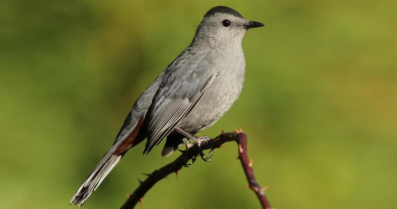 Catbird's Secret Whisper