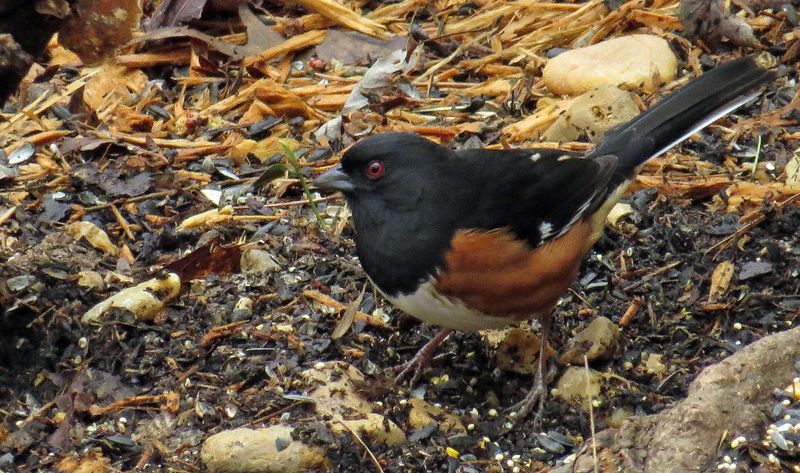 Towhee's Ground-Scratching Show