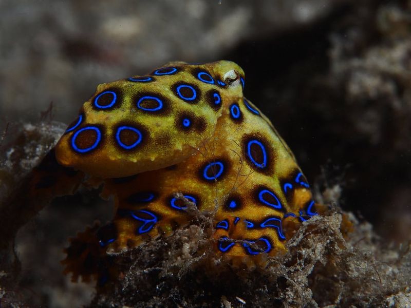 Deceptive Beauty: Blue-Ringed Octopus