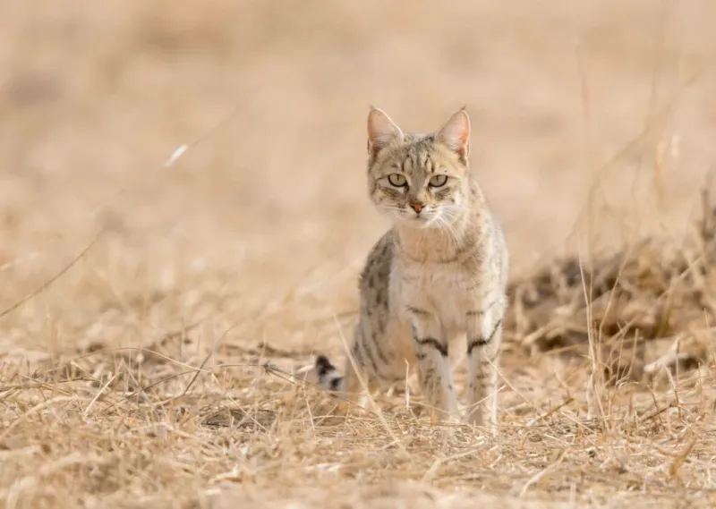 Asiatic Wildcat