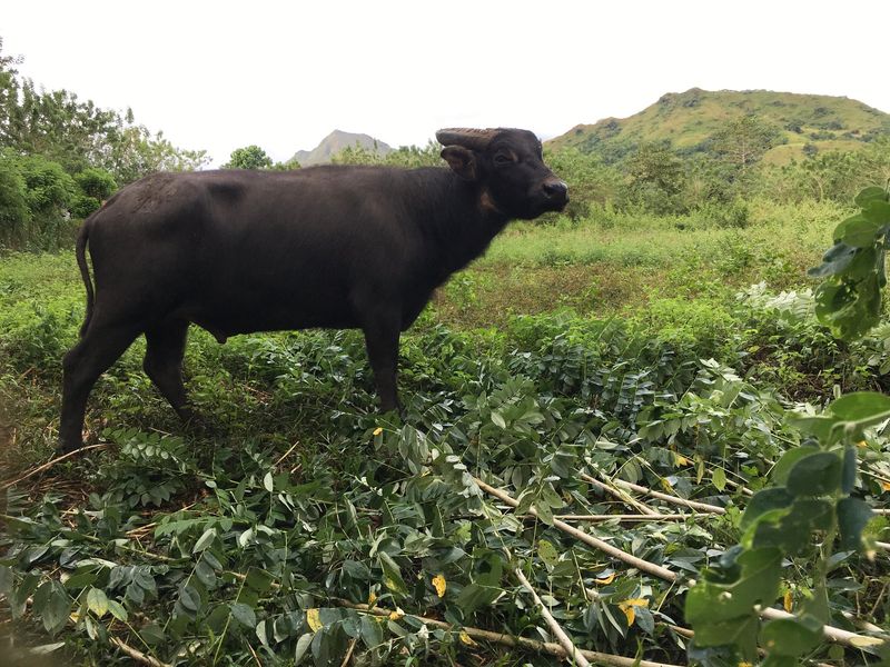 Highland Warriors: The Tamaraw