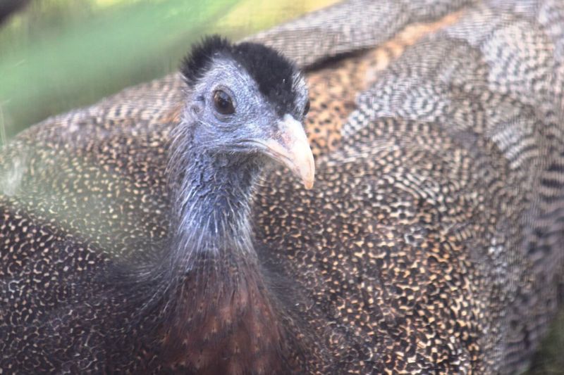 Argus Pheasant's Hundred Eyes