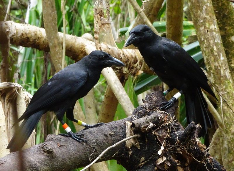 There Are Now Around 300 Birds In The Wild