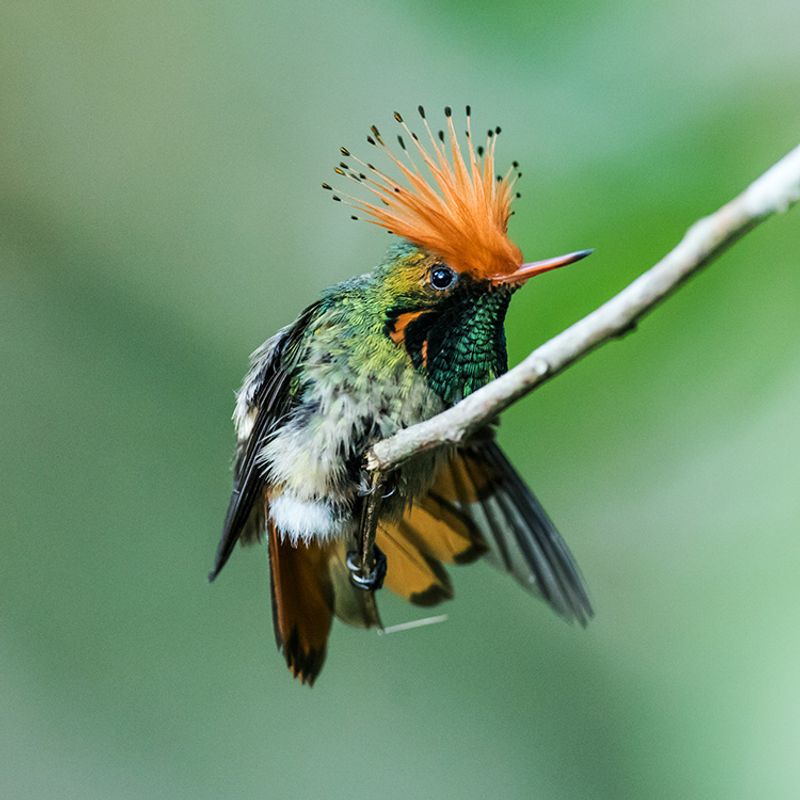 Rufous-Crested Coquette – The Tiny Hummingbird In Hiding