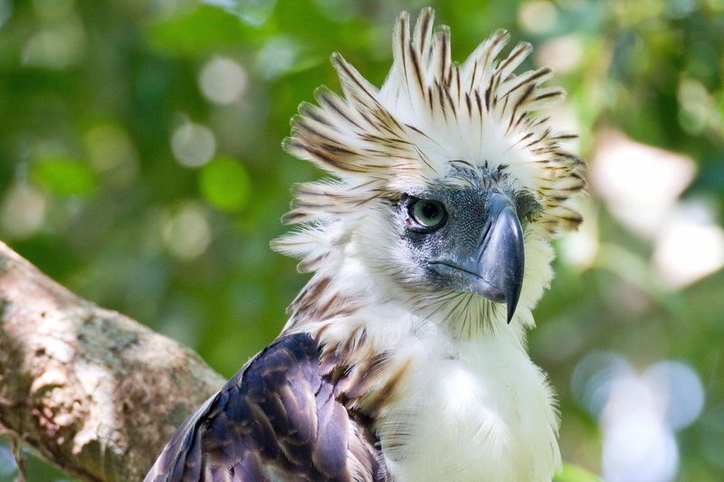 Philippine Eagle
