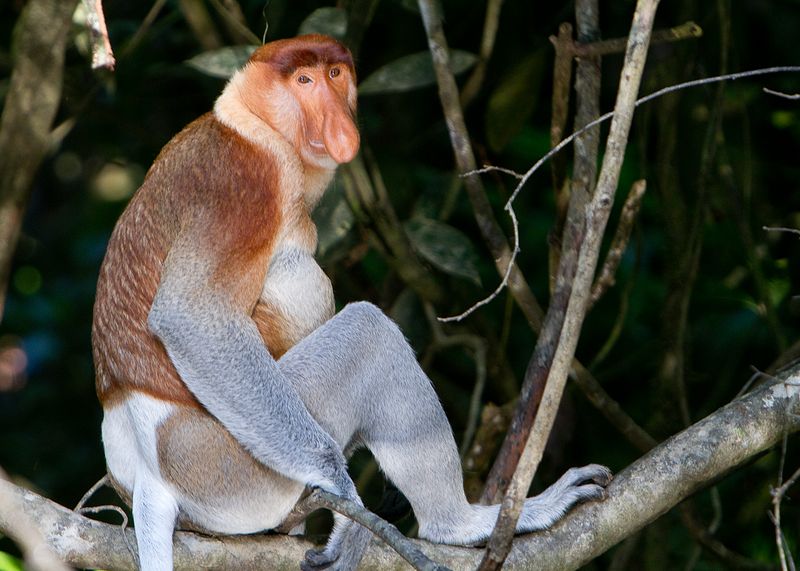 Proboscis Monkey (Borneo)