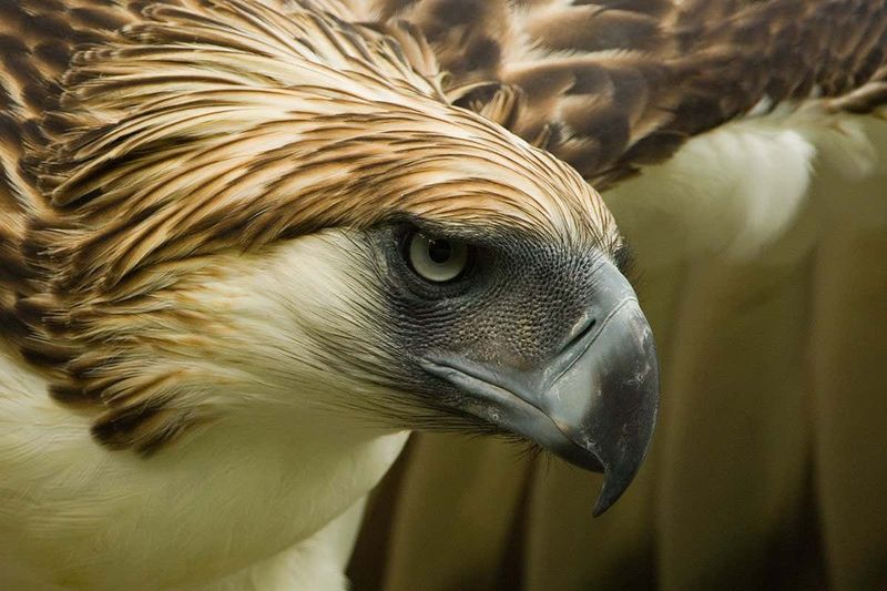 Philippine Eagle: King Of The Rainforest Canopy
