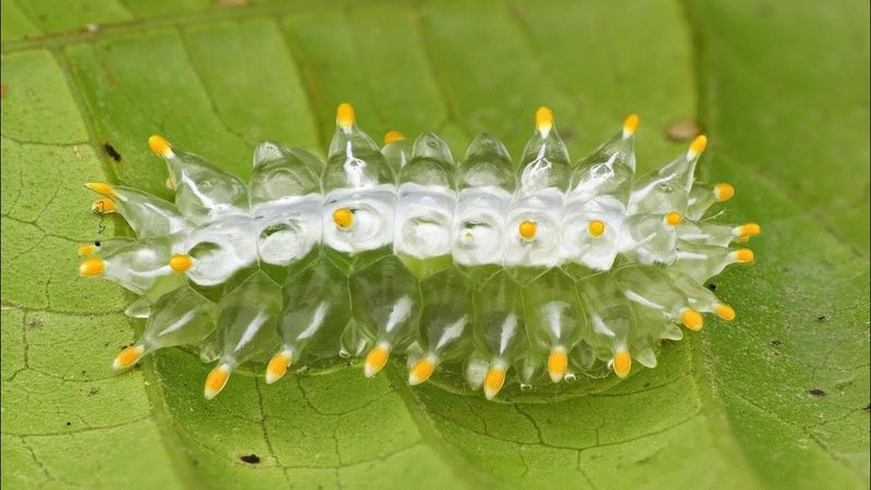 Jewel Caterpillar's Transparent Jelly Spines