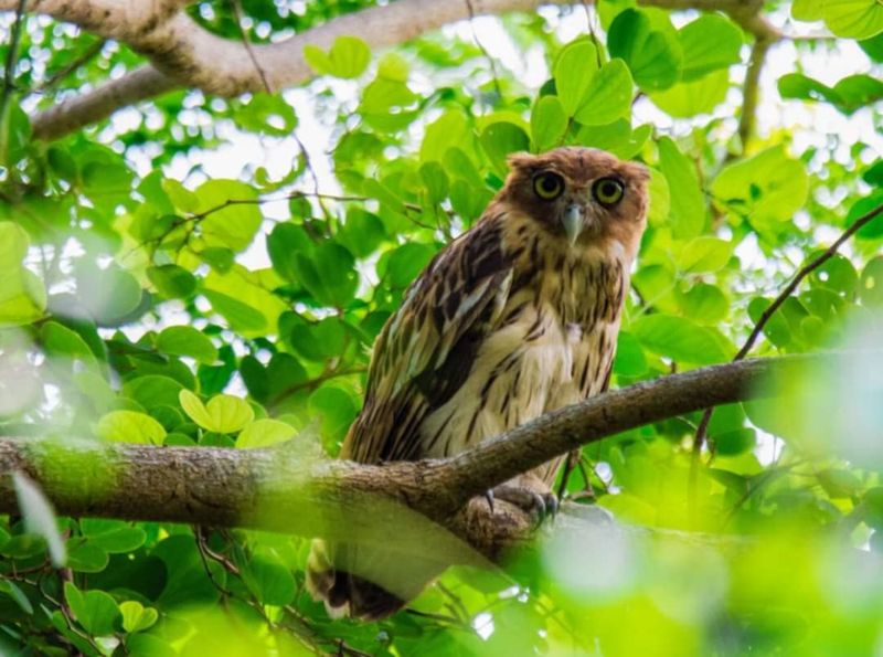 Philippine Eagle-Owl Parrot - Mountain Mystery
