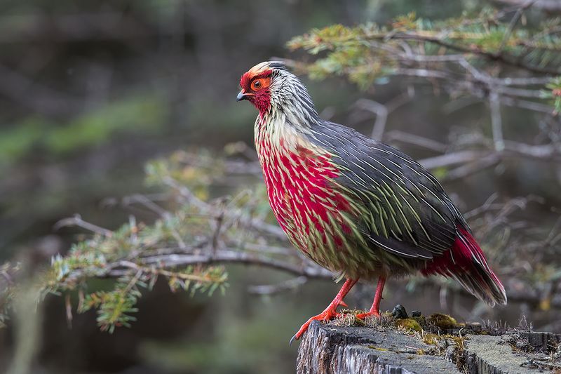 Blood Pheasant's Crimson Splashes