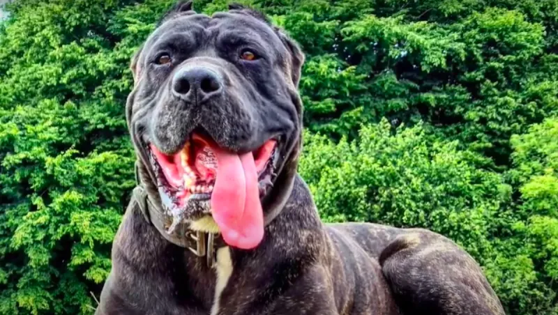 Bandog: The Powerful Hybrid Protector