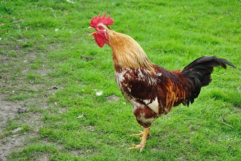 Chickens' Predator-Specific Calls