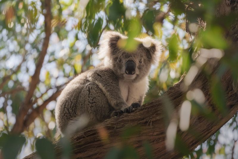 Cape Otway, Great Ocean Road, Victoria