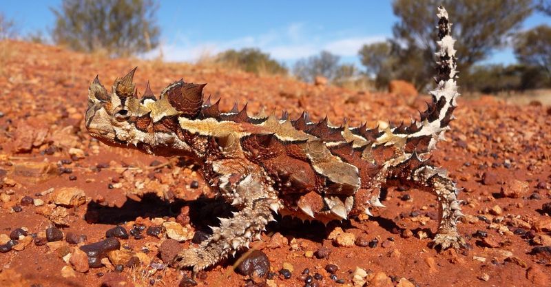 Thorny Devil Lizard