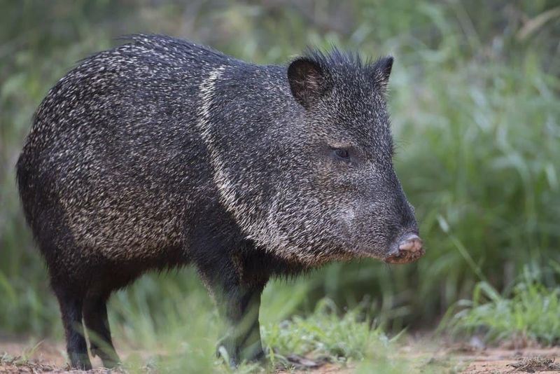 Collared Peccaries Roam The Border