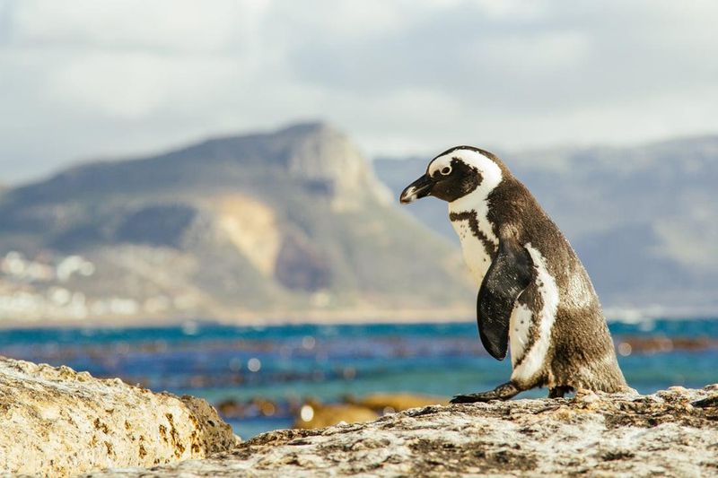 Penguins