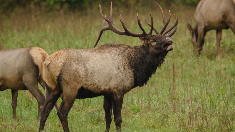 Kentucky – Elk
